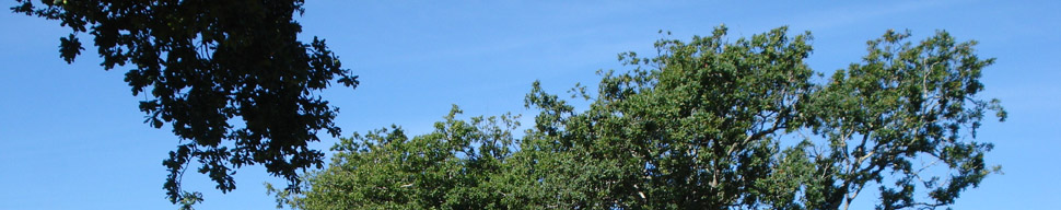 Blue Sky Cafe random header image